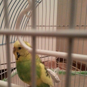 1 yaş yarımlıq dişi papuqay satilir qəfəsi ve yuvasi ile bir yerde. 1