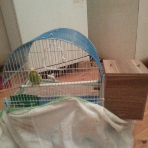 1 yaş yarımlıq dişi papuqay satilir qəfəsi ve yuvasi ile bir yerde. 1