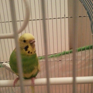 Salam il yarimliq hazir mayadi 1 defe cutde olub erkeyi ucub gedib dey