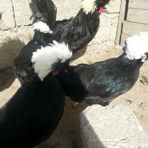 11aylıq rahibeler satılır 3 fere 2 xoruzdu 30 b