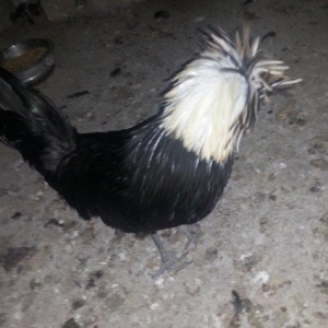 11aylıq rahibeler satılır 3 fere 2 xoruzdu 30 birinin qiymetidi hamsı