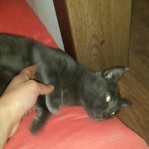 Korat cinsi ,şotland pisiyide deyilir 11 ayliq erkekdi her ay baytar h