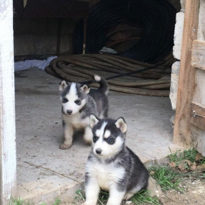 Temiz xaskidi iki disidi bir ay alti gunlukdu gorduyunuz xaskilerin ba
