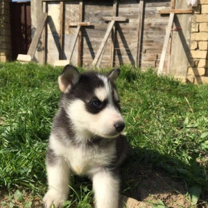 Temiz xaskidi iki disidi bir ay alti gunlukdu gorduyunuz xaskilerin ba
