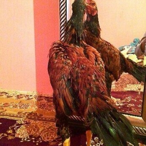 bu beceni satiram esil qubar heyvandi 6 ayliq heyv