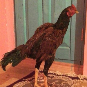 bu beceni satiram esil qubar heyvandi 6 ayliq heyvadi doyuwne soz ola