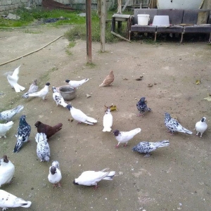 Qara bas qirmizi bas ebres bir cut ag17 18 tuk 23 