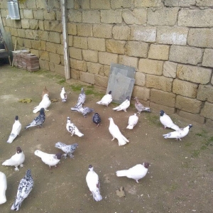 Qara bas qirmizi bas ebres bir cut ag17 18 tuk 23 denedi tergizme