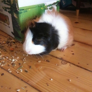 Deniz donuzu satilir. Tam saglam ve temizdir, ele oyredilib, iysiz zer