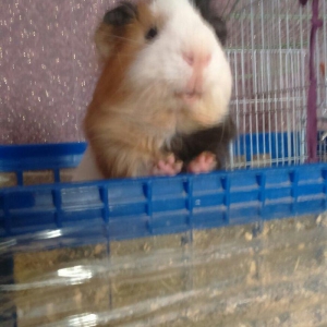 Deniz donuzu satilir. Tam saglam ve temizdir, ele oyredilib, iysiz zer