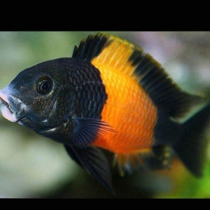 Trafeus bemba 3 eded 1 erkek 2 maya mayalardan 2 d