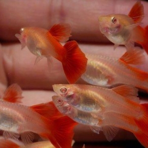 Гуппи красный альбинос 3-3,5с