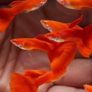 Гуппи красный альбинос 3-3,5см, 
Guppi albinos full red 3-3.5sm