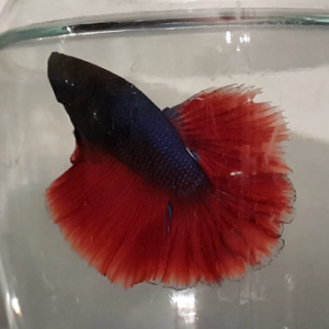 Halfmon a grade betta sekillər orjinaldı 10 azndən baslayan