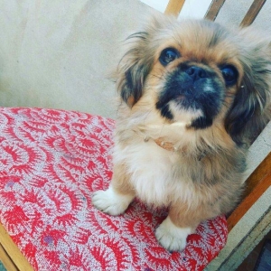 3 ayliq pikines satilir butun iyneleri vurulub qurd dermanlari verilib