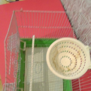 Qefes satılır her şeyı  üstündə 15 azn  Tecili satılır whatsapp