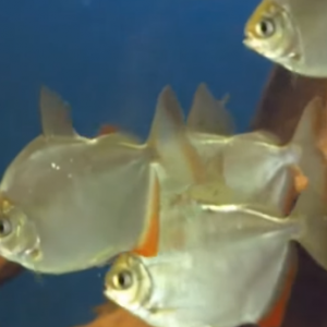 Dollar balıgı 8-9sm 40 ceşitin uzərində balı