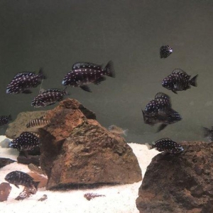 Trafeus duboisi masva F1 tanqanbika gölunun balı