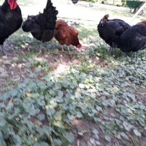 Avstrolop (austrolop) 
en cox yumurta veren hem cox sakit qeseng gorun