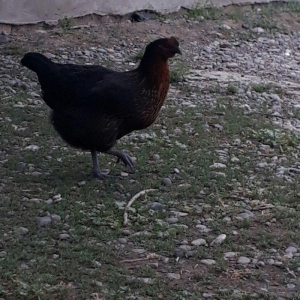 Avstrolop (austrolop) 
en cox yumurta veren hem cox sakit qeseng gorun