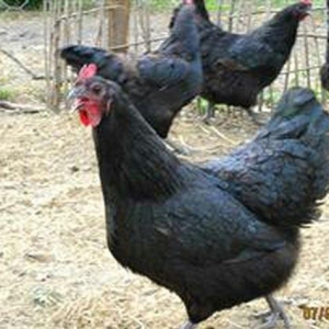 Avstrolop (austrolop) 
en cox yumurta veren hem cox sakit qeseng gorun