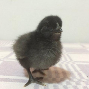 Avstrolop qara 10 azn, orpington qızılı 15 azn,