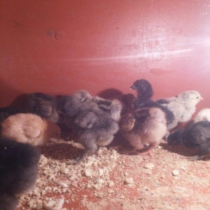 5 gunluk bramanin (her sortu var)cuceleri satilir.temiz qandir.qiymet