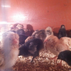 5 gunluk bramanin (her sortu var)cuceleri satilir.temiz qandir.qiymet