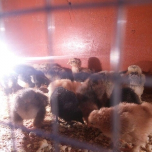 5 gunluk bramanin (her sortu var)cuceleri satilir.temiz qandir.qiymet