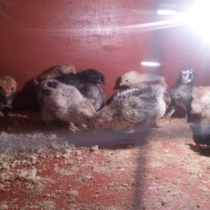 5 gunluk bramanin (her sortu var)cuceleri satilir.temiz qandir.qiymet