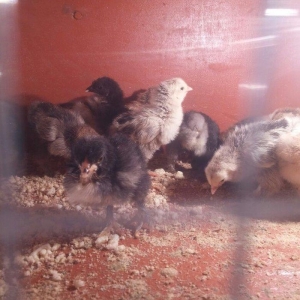 5 gunluk bramanin (her sortu var)cuceleri satilir.temiz qandir.qiymet