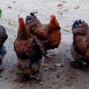 Brama dark temiz qan mayali brama qold temiz qan mayali heyvanlarin y