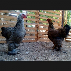 Brama dark temiz qan mayali brama qold temiz qan mayali heyvanlarin y