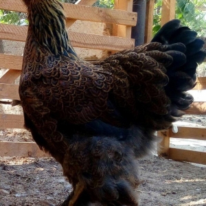 Brama dark temiz qan mayali brama qold temiz qan mayali heyvanlarin y