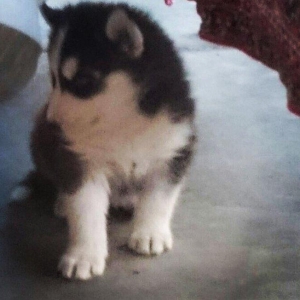 Temiz xaski balaları satılır 2 erkek qalıb şekiller itlerin reyal şeki