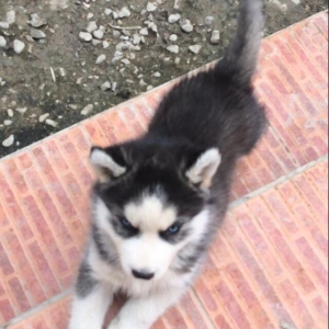 Temiz xaski balaları satılır 2 erkek qalıb şekiller itlerin reyal şeki