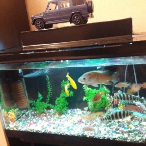 akvarium 
altliq
butun lacazimatlari ile birge
sakilde gorunduyu kimi