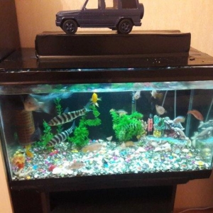 akvarium 
altliq
butun lacazimatlari ile birge
sakilde gorunduyu kimi