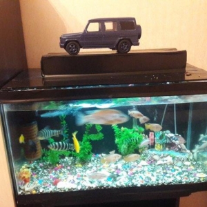 akvarium 
altliq
butun lacazimatlari ile birge
sakilde gorunduyu kimi