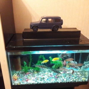 akvarium 
altliq
butun lacazimatlari ile birge
sakilde gorunduyu kimi