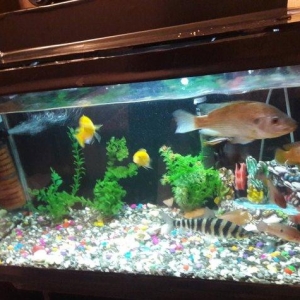 akvarium 
altliq
butun lacazimatlari ile birge
sakilde gorunduyu kimi