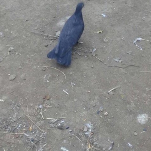 qaralar satilir maya 19 quyruq erkey 16 tam saglam qizgin quşlardi