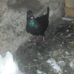 Komur qara ag quyruq hazir cutdu agbas ag qanad ma