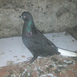 Komur qara ag quyruq hazir cutdu agbas ag qanad mayadi quwlar