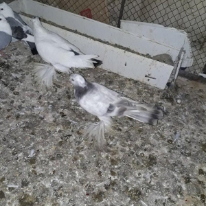 Salam herkese iri lelekliler satilir cutu 70 azn g