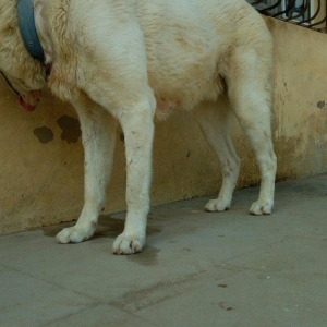 Erkey it satilir iri sumuyludur. 1 ili 27. 07. 201