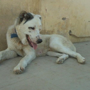 Erkey it satilir iri sumuyludur. 1 ili 27. 07. 2017. Tamam okur.Barter