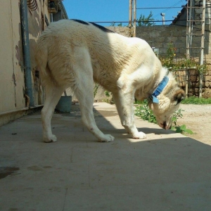 Erkey it satilir iri sumuyludur. 1 ili 27. 07. 2017. Tamam okur.Barter