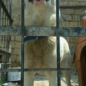 Erkey it satilir iri sumuyludur. 1 ili 27. 07. 2017. Tamam okur.Barter