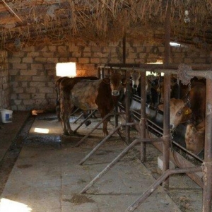 Ferma.Saatlı rayonunda.180 ha hektar torpaq sahesi.500 baş qoyun quzu.
